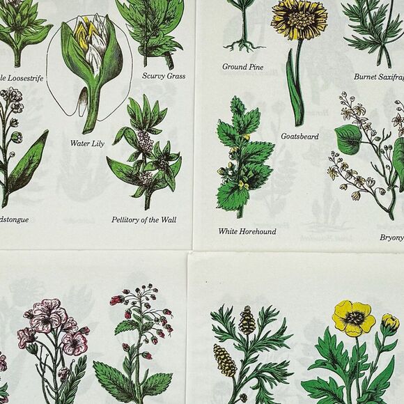 Lot of 4 Vintage Double Sided Botanical Book Plate Prints MCM Gallery Wall - Picture 1 of 12